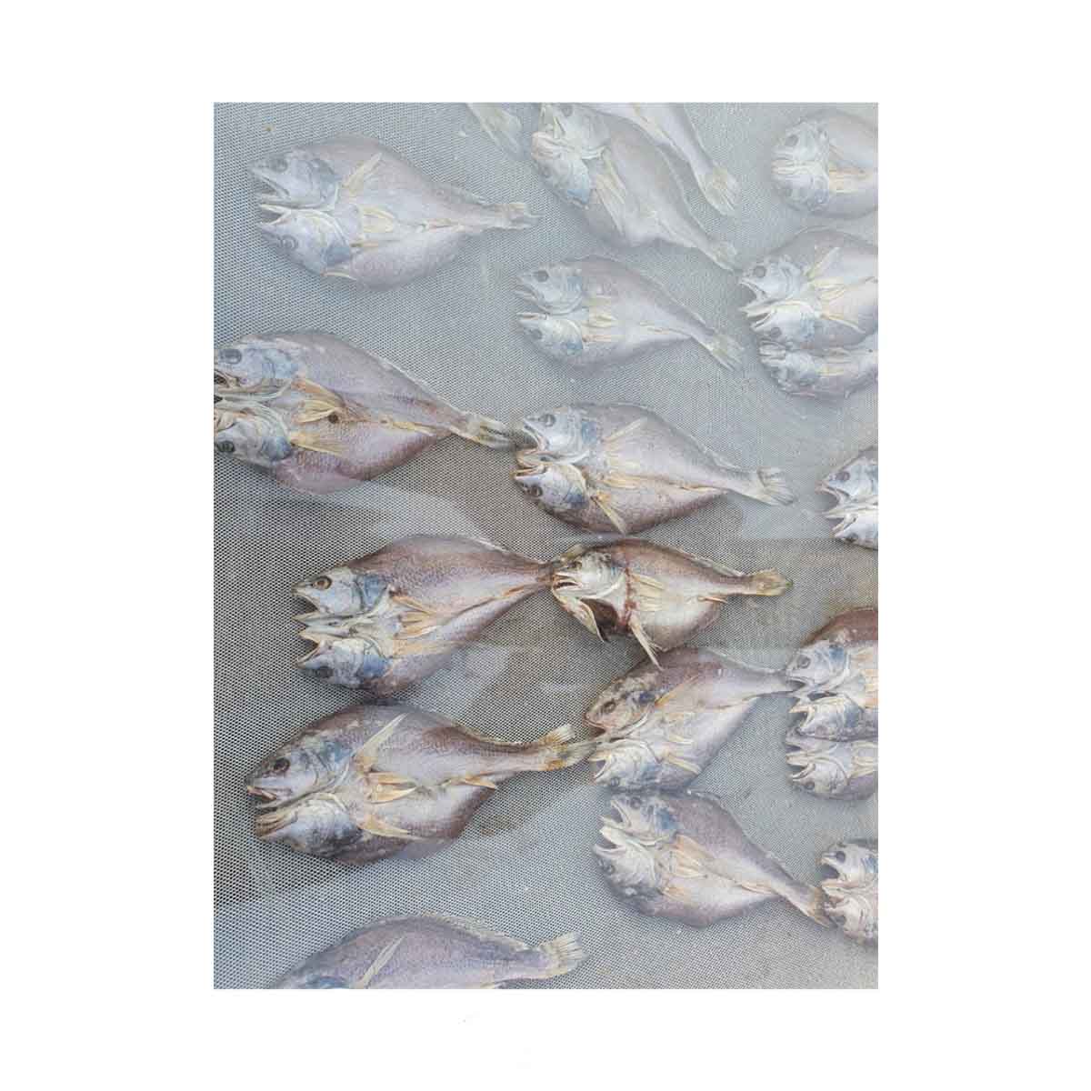 Dried Poa Fish - High quality and fresh for Export