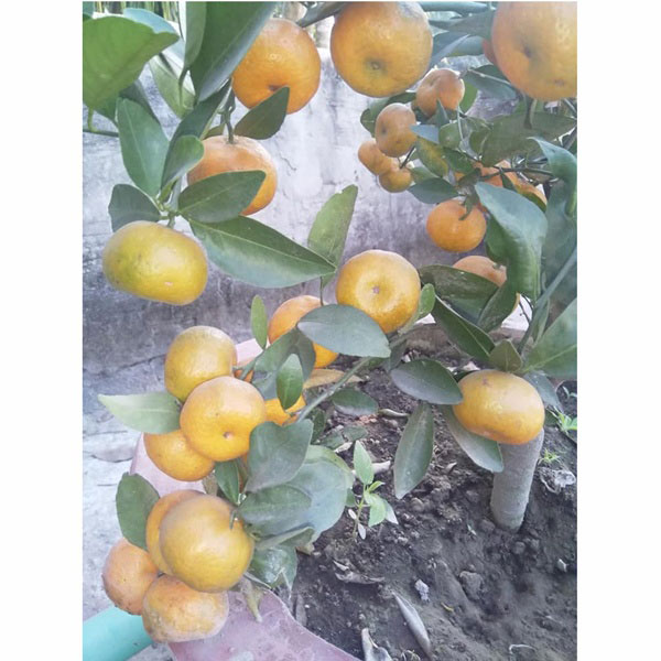 Orange Tree (কমলা গাছ )