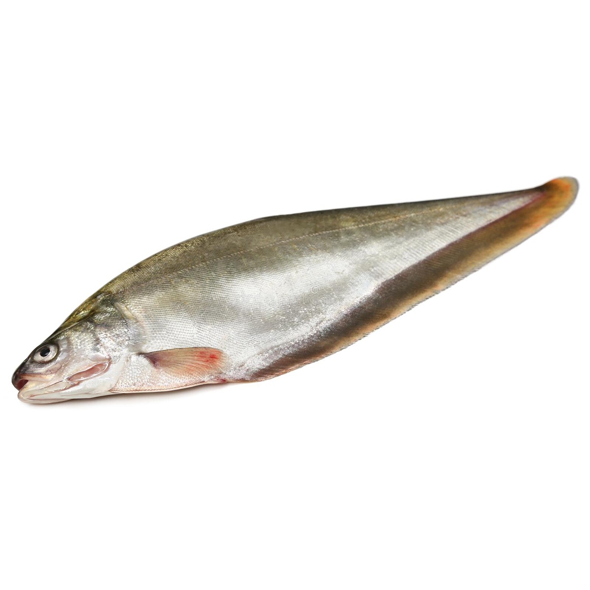 Frozen Foly Fish (Bronze featherback) for Export