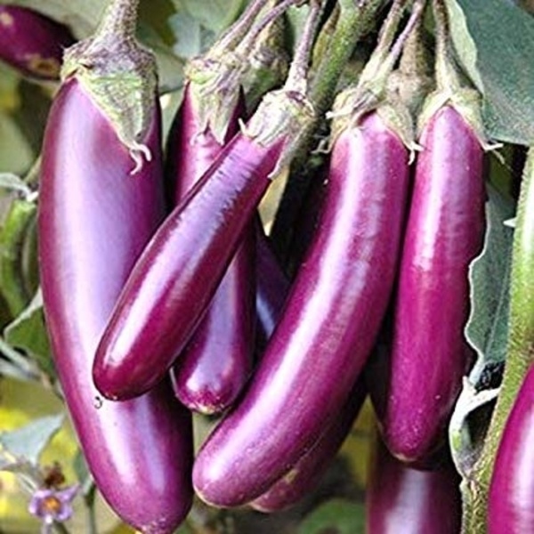 Fresh Purple Eggplant (বেগুন)