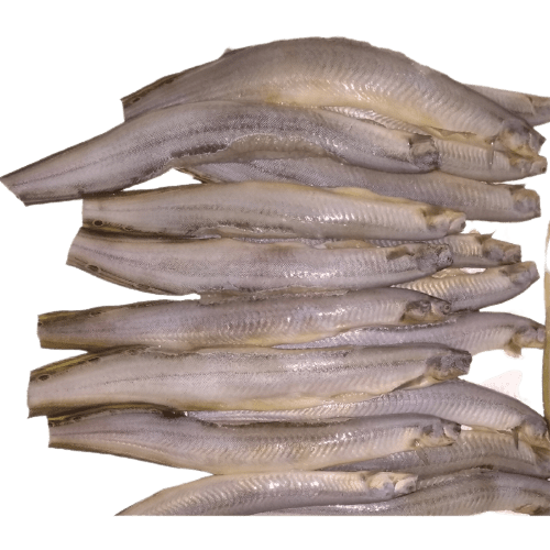 Frozen L.Baim(Zig-zag eel) fish for Export