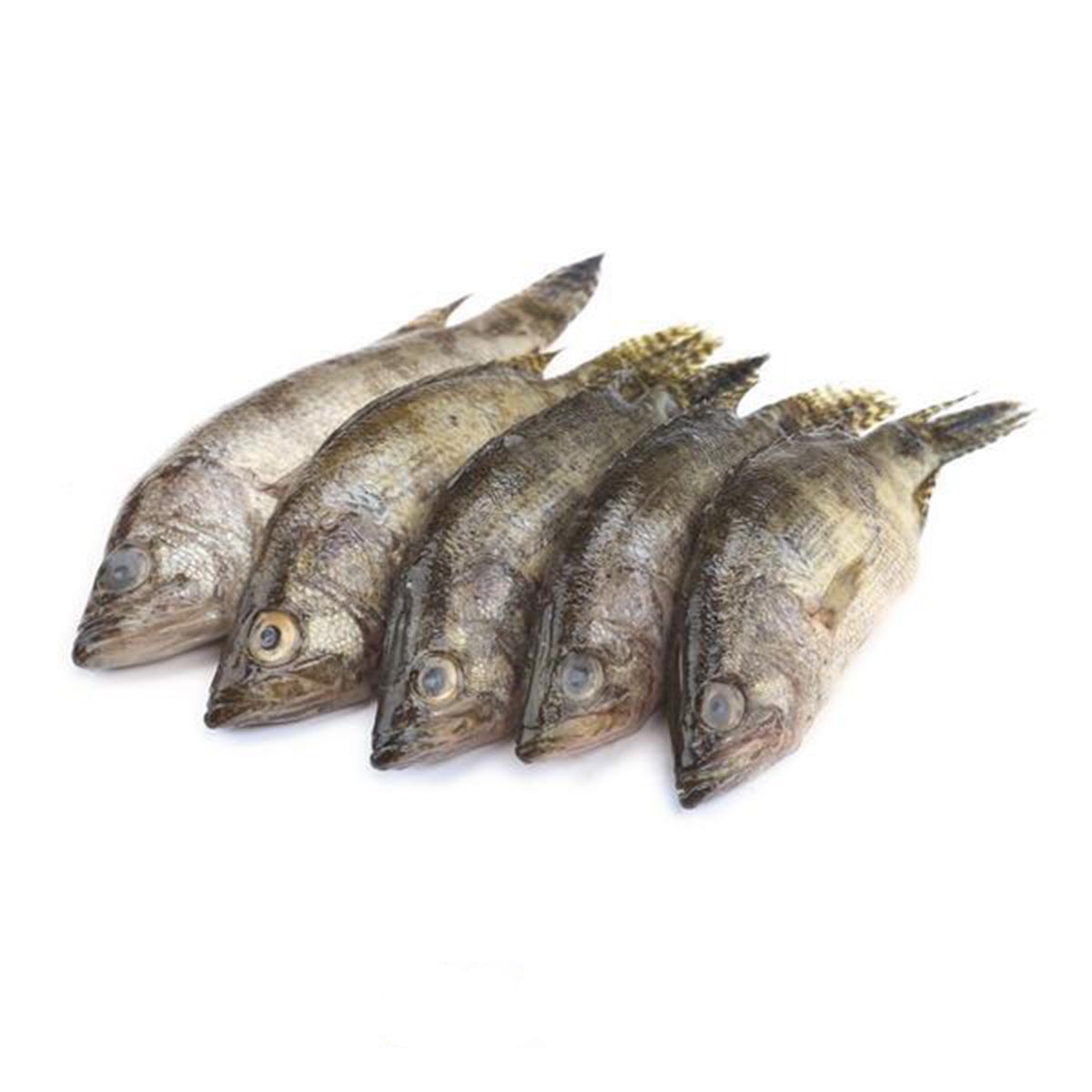 Frozen Meni(Gangetic leaffish) fish for Export