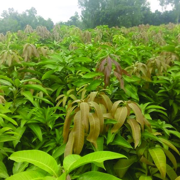 Amrupoli Mango Tree(আমরুপালি আম গাছ)