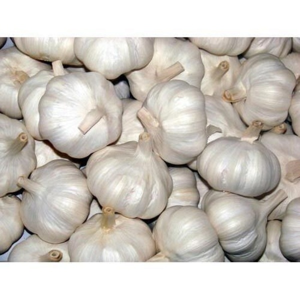 Wholesale original China Roshun (Garlic)