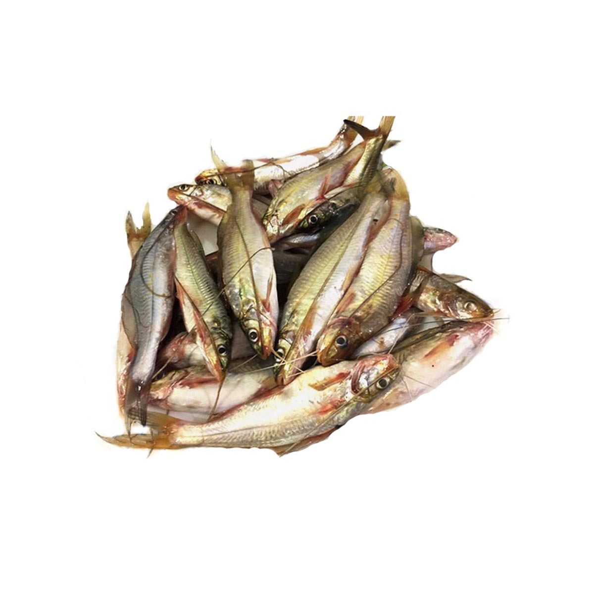 Frozen Gulsha Tengra(Tengara mystus) fish for Export