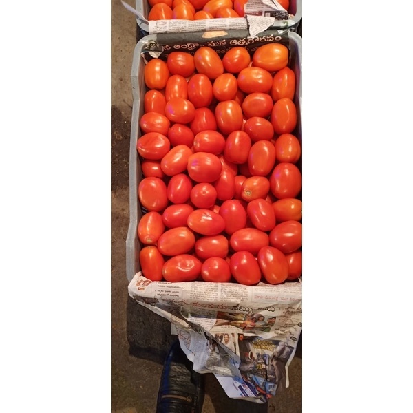 Garden fresh and organic Tomato imported from India