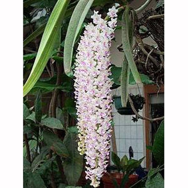 Orchid Flower Tree (অর্কিড ফুল গাছ)