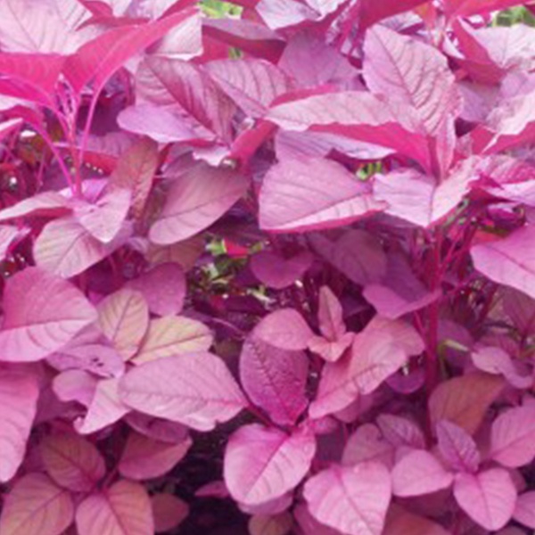 Organic Lal Shak/Red Spinach (লাল শাক) - Per Bundle