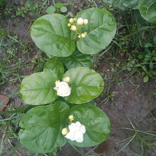 Ray Belli Flower Tree (রায় বেলি ফুল গাছ )