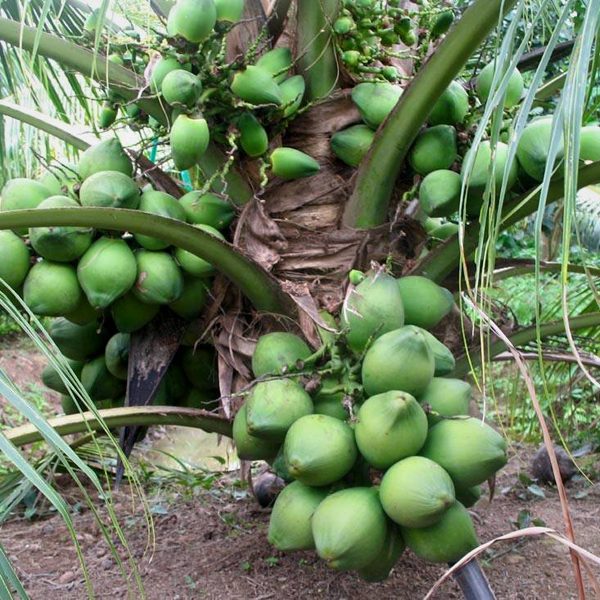 Best Quality Coconut Tree(নারকেল গাছ)