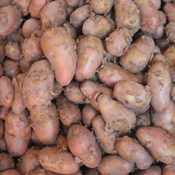 HIGH QUALITY FRESH PURE CARDINAL POTATO (84 KG) SACK