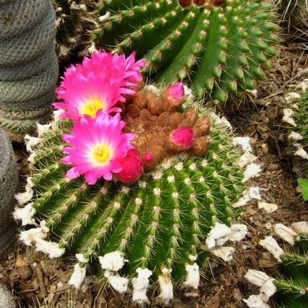 California Cactus Tree (ক্যালিফোর্নিয়া ক্যাকটাস গাছ)
