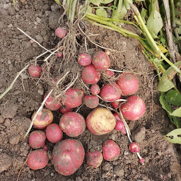 Lal Pakri-2 Potato (84 kg) Sack