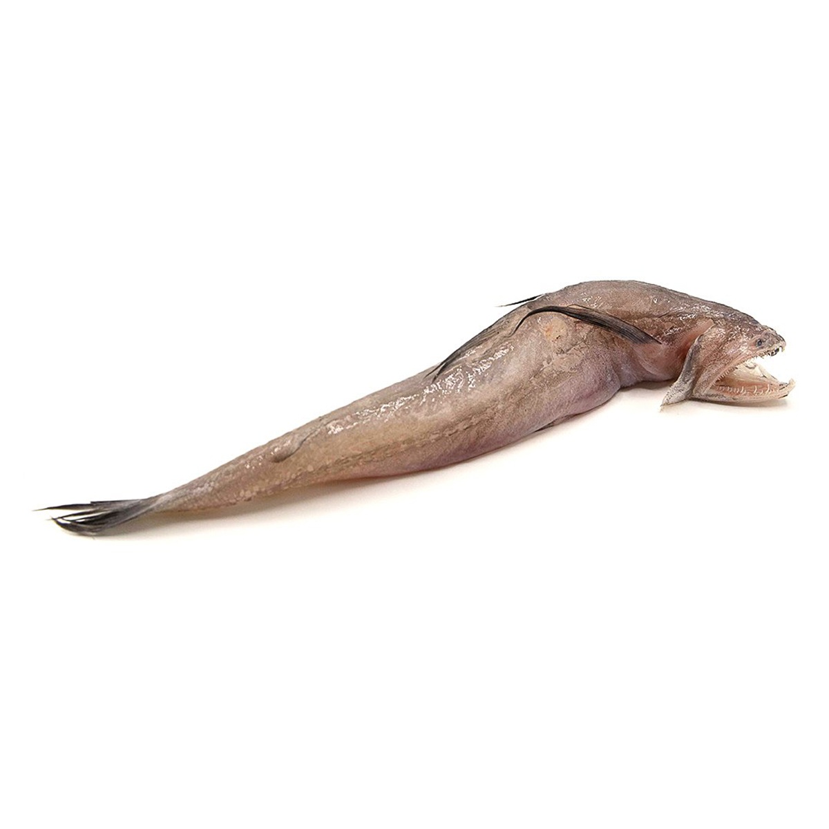 Frozen Lotia(Bombay duck) fish for Export