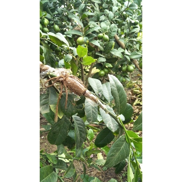 Seedless lemon plant (লেবুর চারা)