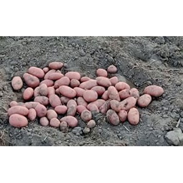 HIGH QUALITY FRESH PURE CARDINAL POTATO (84 KG) SACK