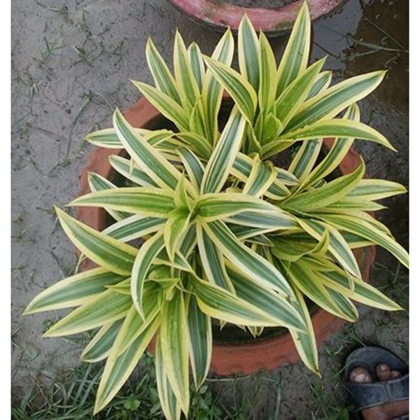 Patabahar Plant(109)