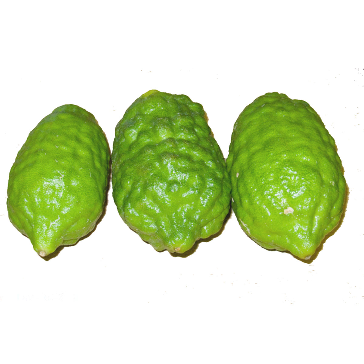 Jara Lemon (জারা লেবু) - Fresh,Organic & Chemical Free for Export