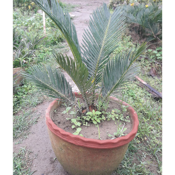 Cikas palma cena Tree