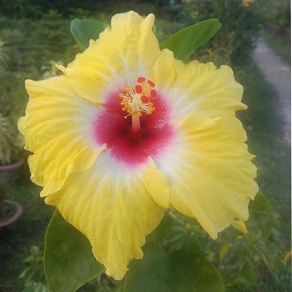 Haibred Joba Tree-1/2 Feet