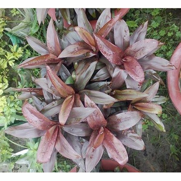 Patabahar Plant(102)