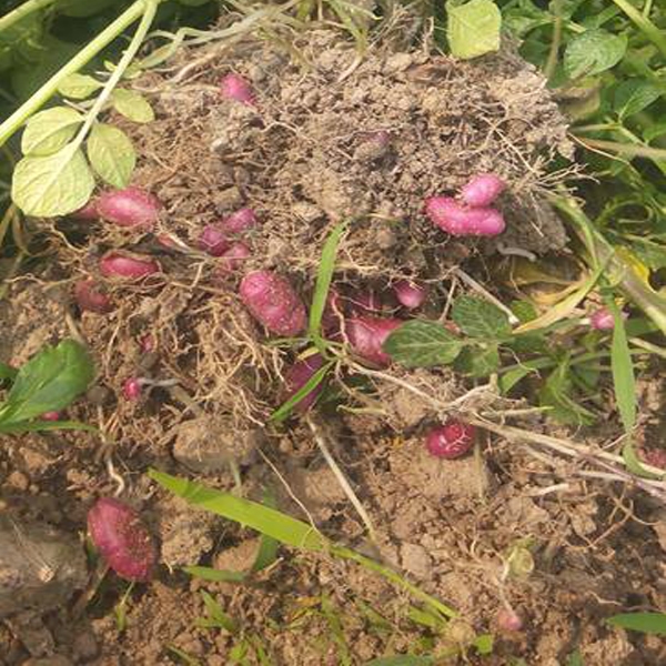 Sheel Bilatee Potato (84 kg) Sack