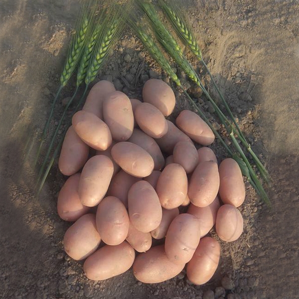 Asterix Potato (84 kg) Sack