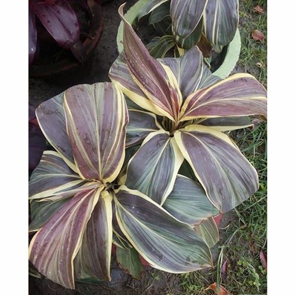 Patabahar Plant(104)