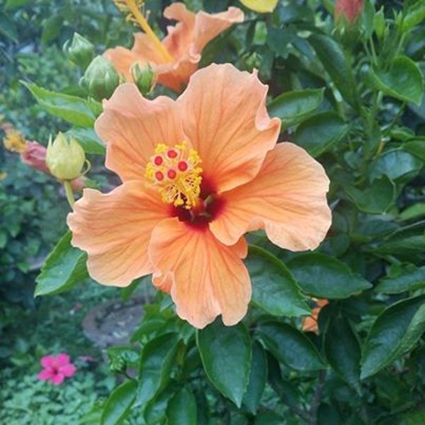 Haibred Joba Flower Tree(304)