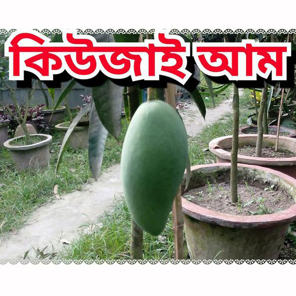 Kujai Mango Tree(কিউজাই আম গাছ)