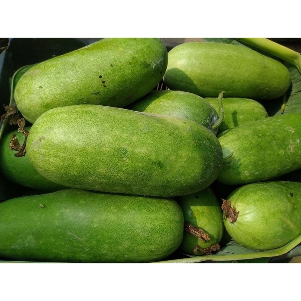 Ash gourd (চাল কুমড়া) - Fresh,Organic & Chemical Free for Export