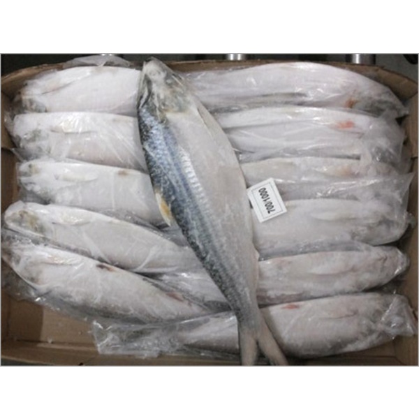 Frozen Hilsa fish for Export