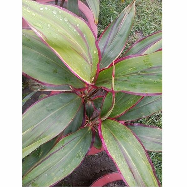 Patabahar Plant(105)