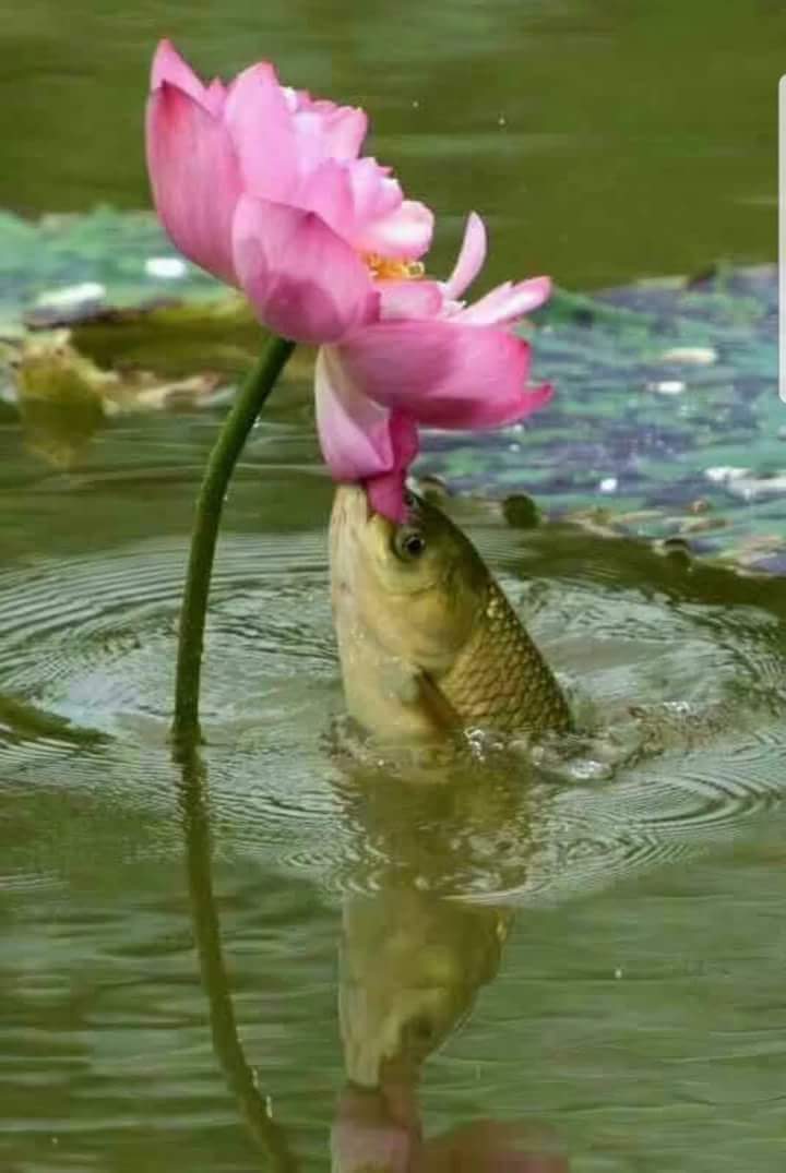 tareq garments & fabrics