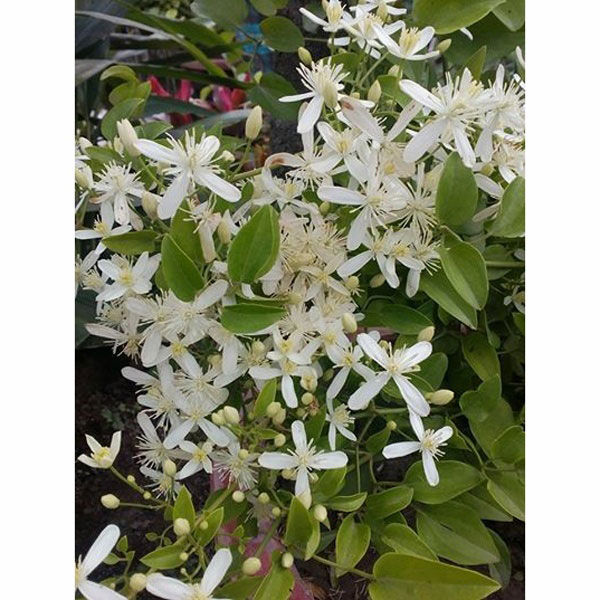 Aromatic Jui flower Tree