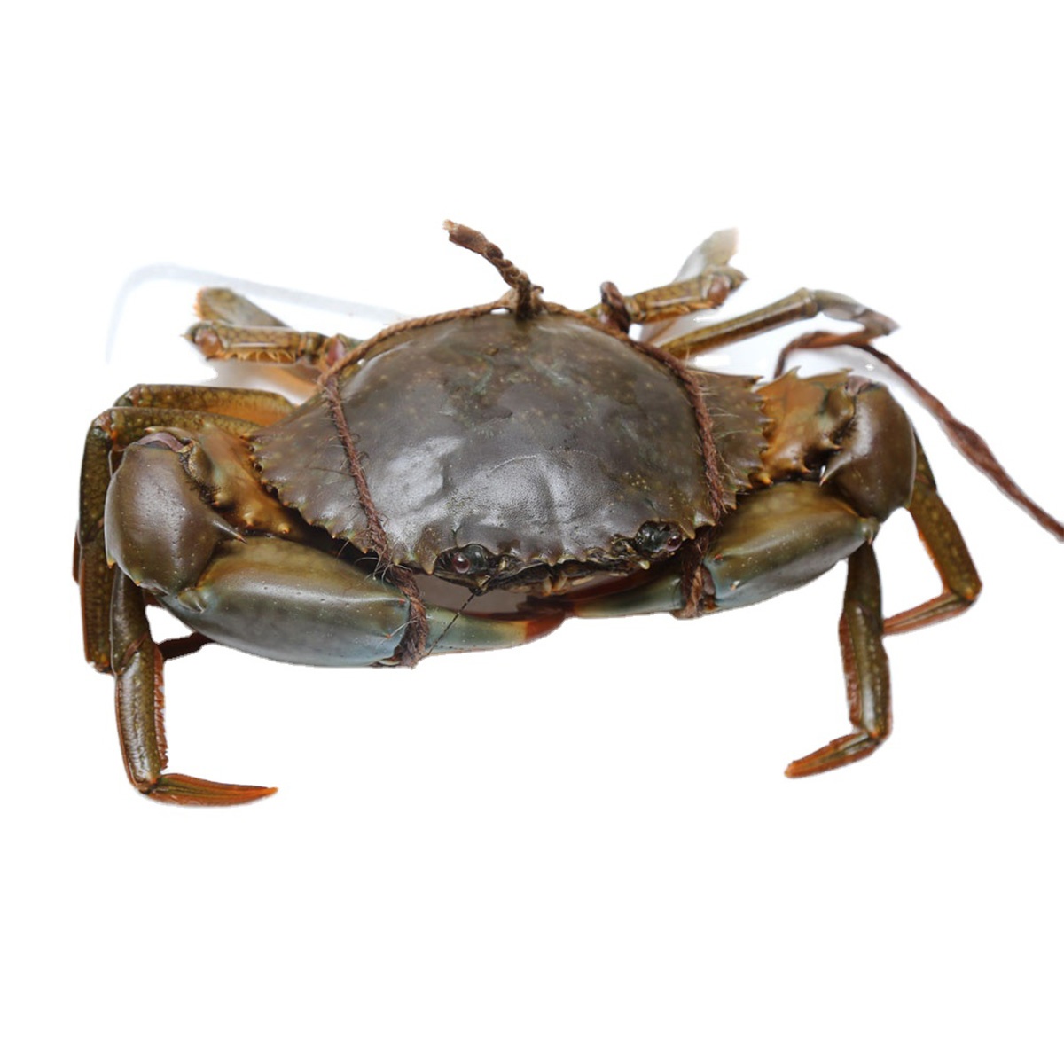 CRAB PREMIUM QUALITY and FRESH FOR EXPORT