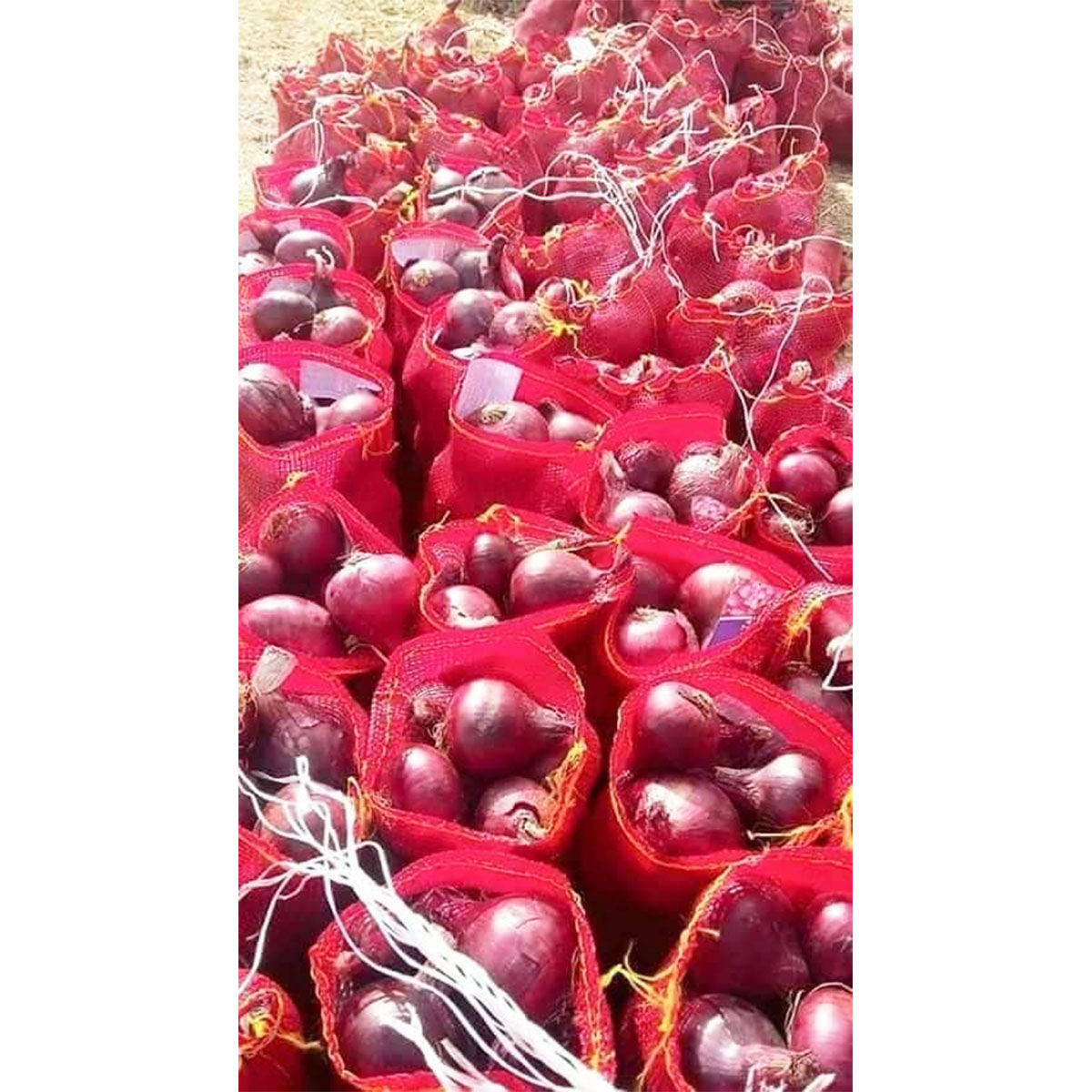 Fresh and dust free Onion from Egypt