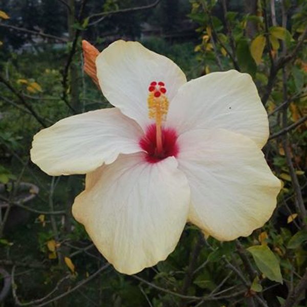 Haibred Joba Flower Tree (302)