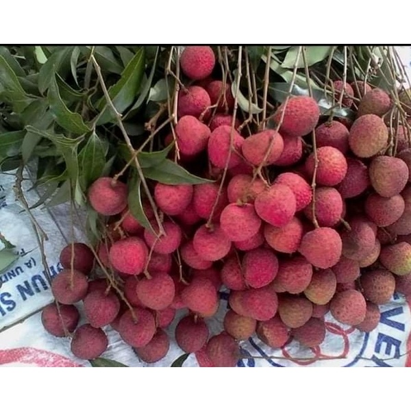 Bedana litchi chemical free and tasty (বেদানা লিচু) from Dinajpur