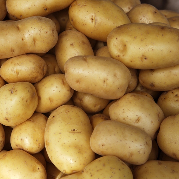 Fresh Organic Holland Potato (84 kg) Sack