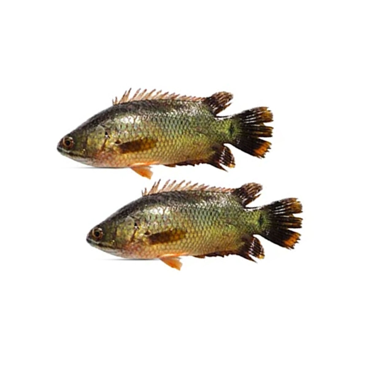 Frozen BD koi(Climbing perch) fish for Export