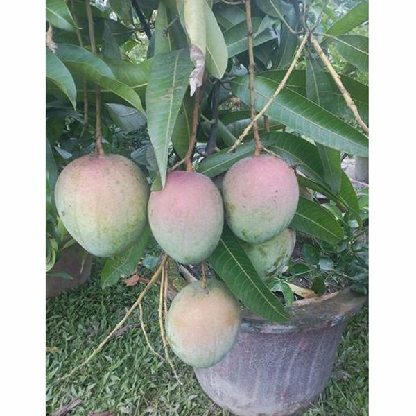 Kent Mango Tree