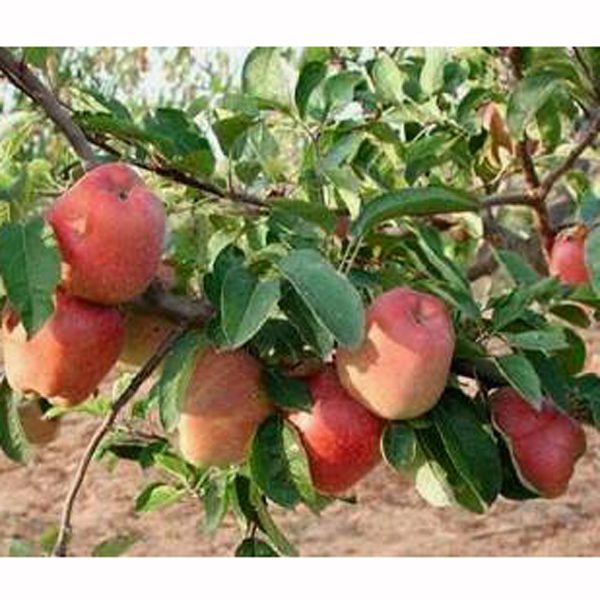 China Apple Tree (আপেল গাছ )