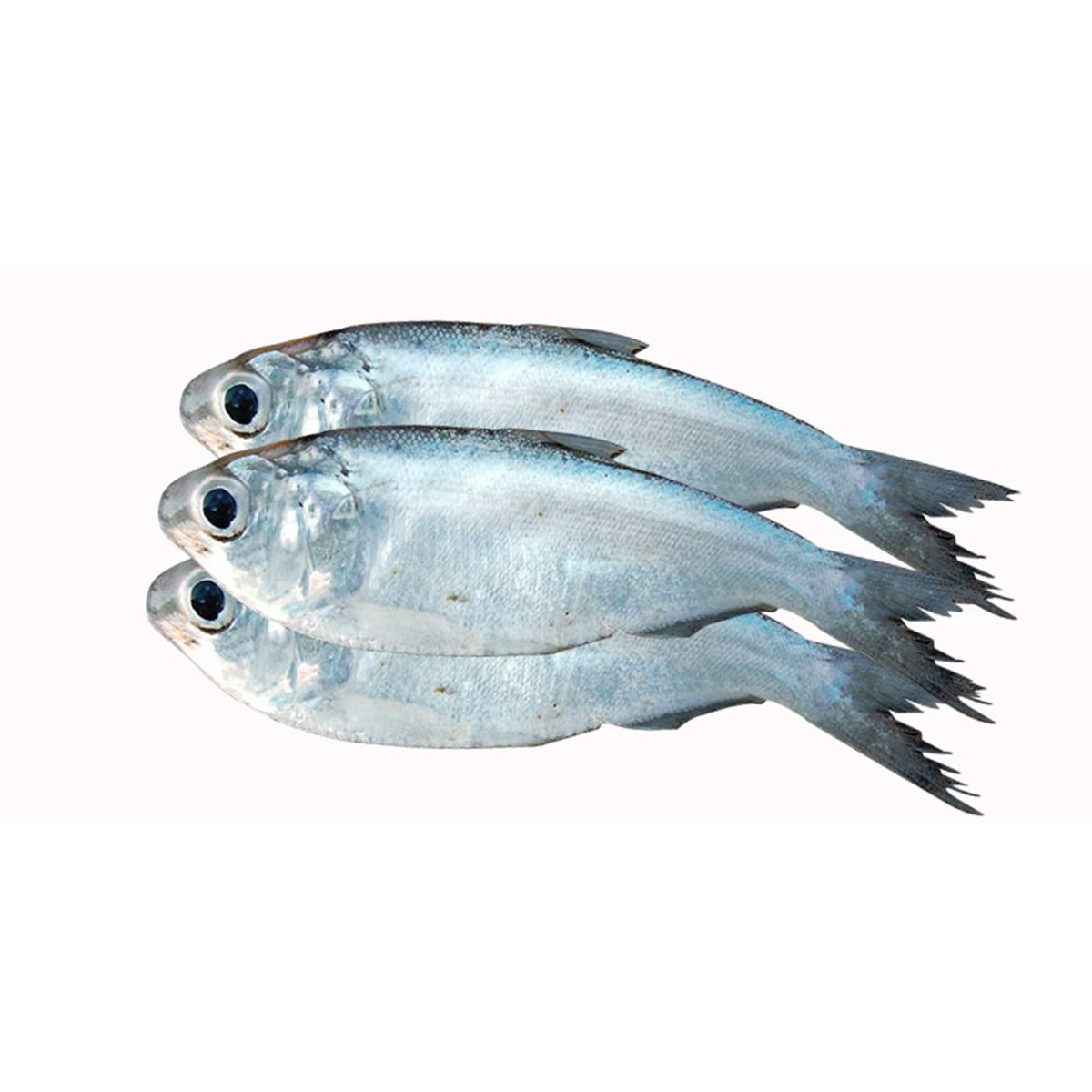Frozen Chapila Fish for Export