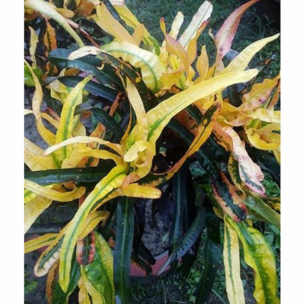 Patabahar Plant (108)