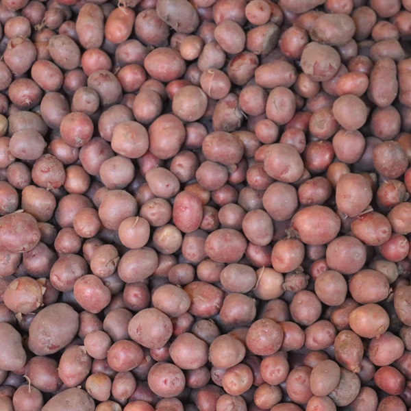 Jhau Potato (Small _ Red) (84 kg) Sack
