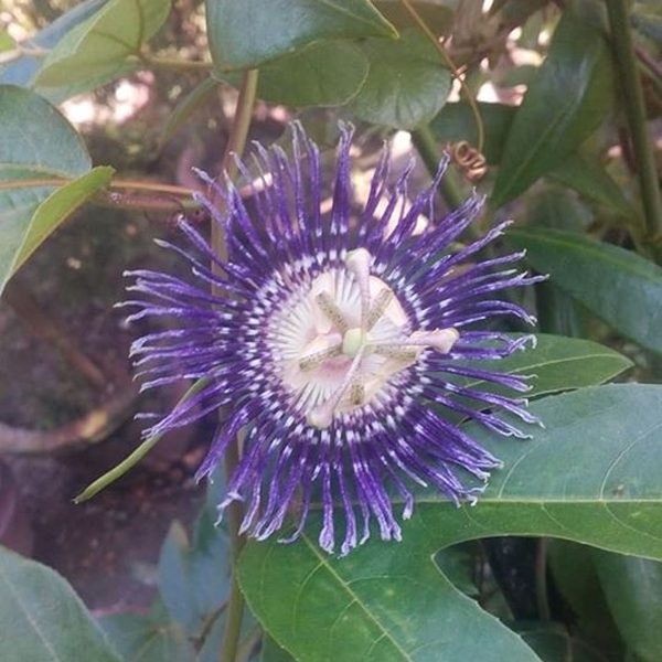 Shonkho Chokro Goda Poddo Tree