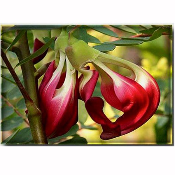 Bak Flower Tree - 1/2 Feet ( বক ফুল গাছ )