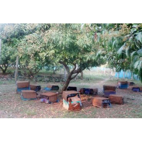 Lichi Flower Honey (লিচু ফুলের মধু)