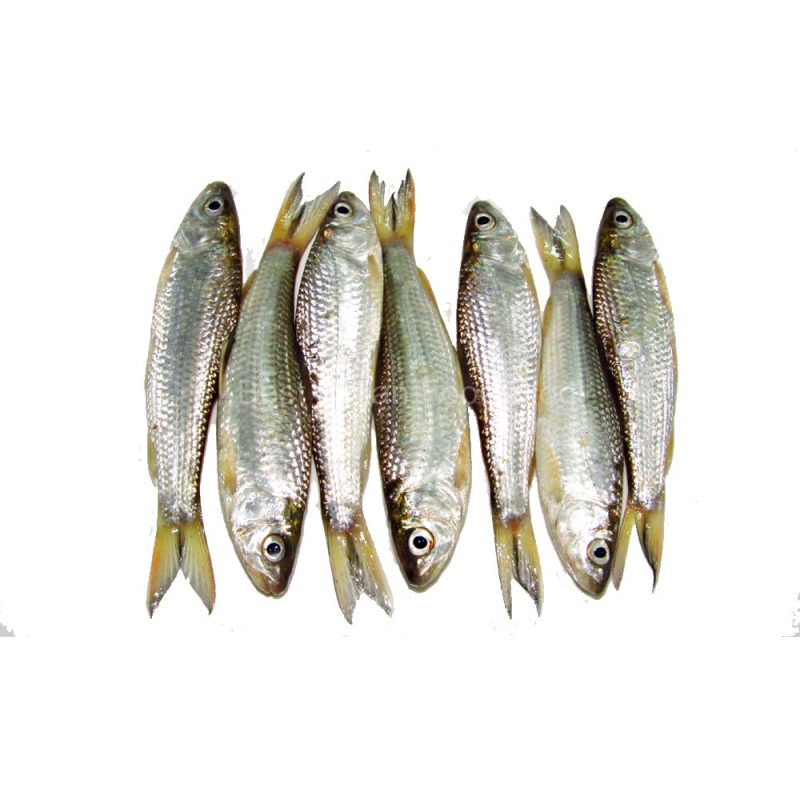 Frozen Bata Fish for Export